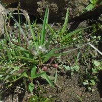 Ceropegia lankana (Dassan. & Jayas.) Bruyns